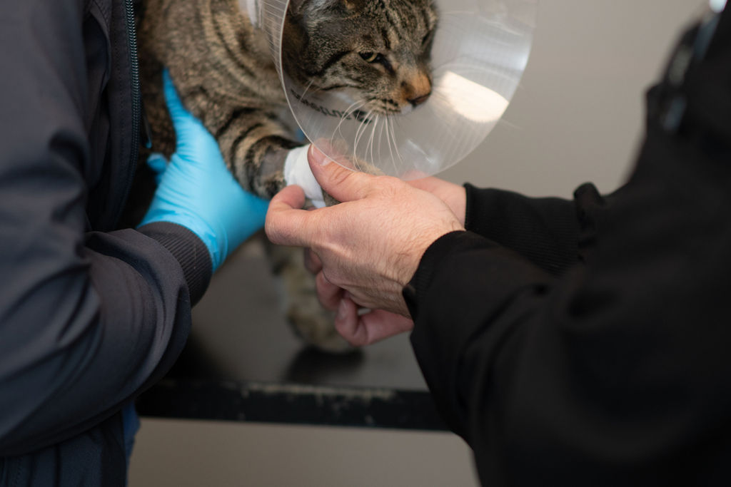 Cat Services Standiford