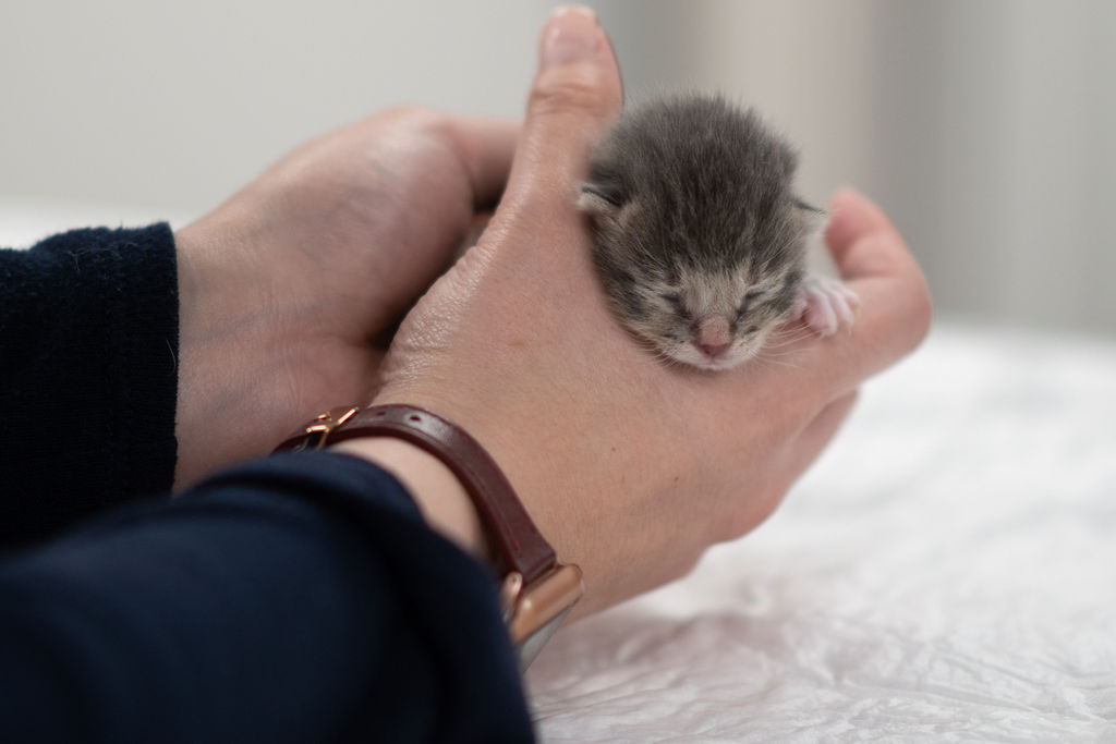 Newborn Kitten Nose