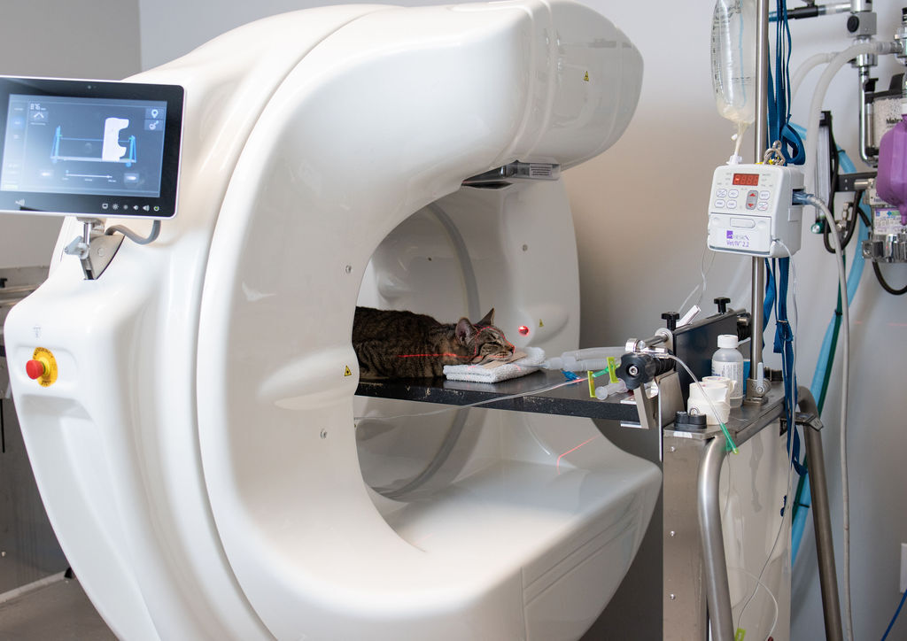 Feline CT scan in progress