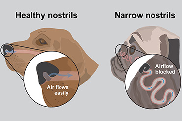 Brachycephalic Obstructive Airway Syndrome