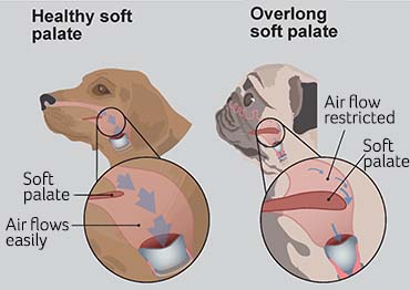 Brachycephalic Obstructive Airway Syndrome