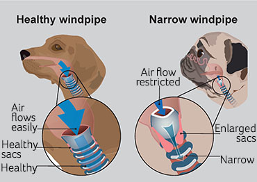 Brachycephalic Obstructive Airway Syndrome
