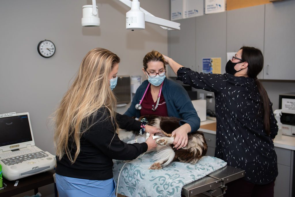 Top veterinary team at Standiford Vet Top veterinary team at Standiford Vet