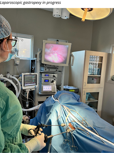 Laparoscopic-assisted gastropexy in progress