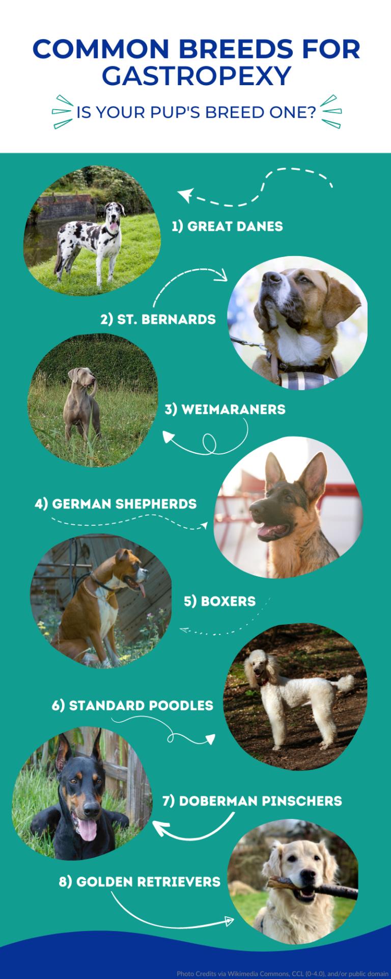 Breeds at Risk for GDV